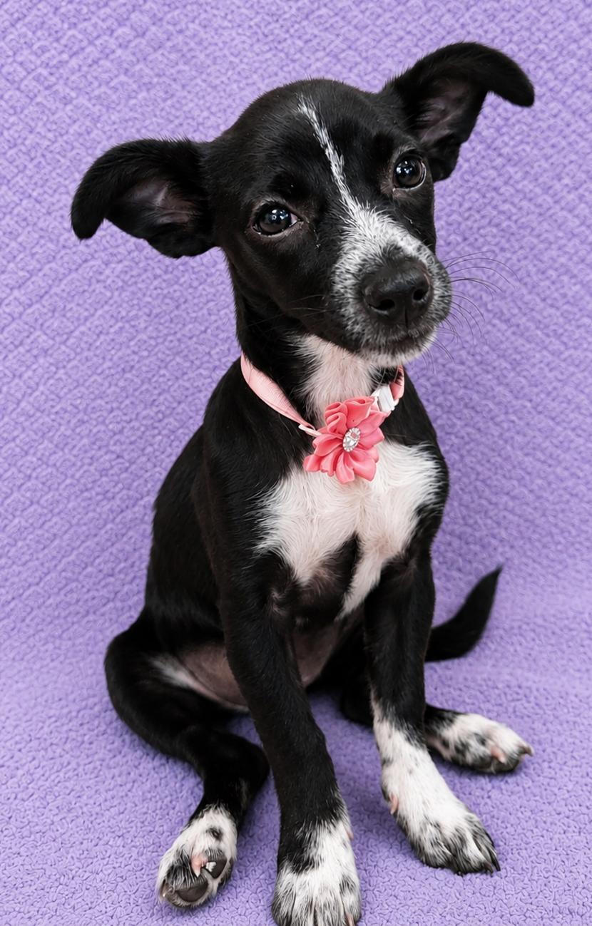 Enlarge Sapphire, a Adoptable Chiweenie in Lodi, CA image 5/5