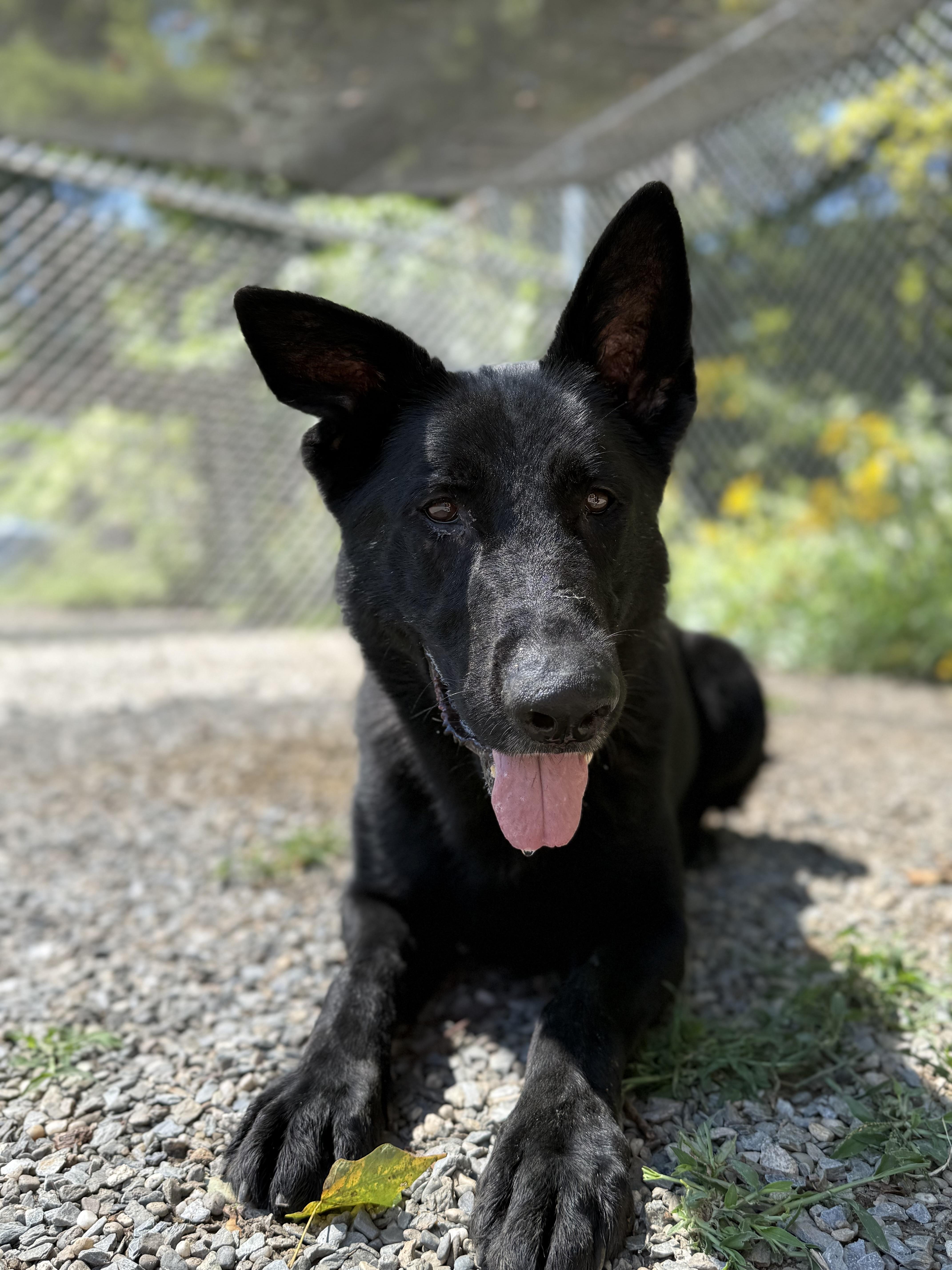 Silver, Adoptable, Adult Male German Shepherd Dog.