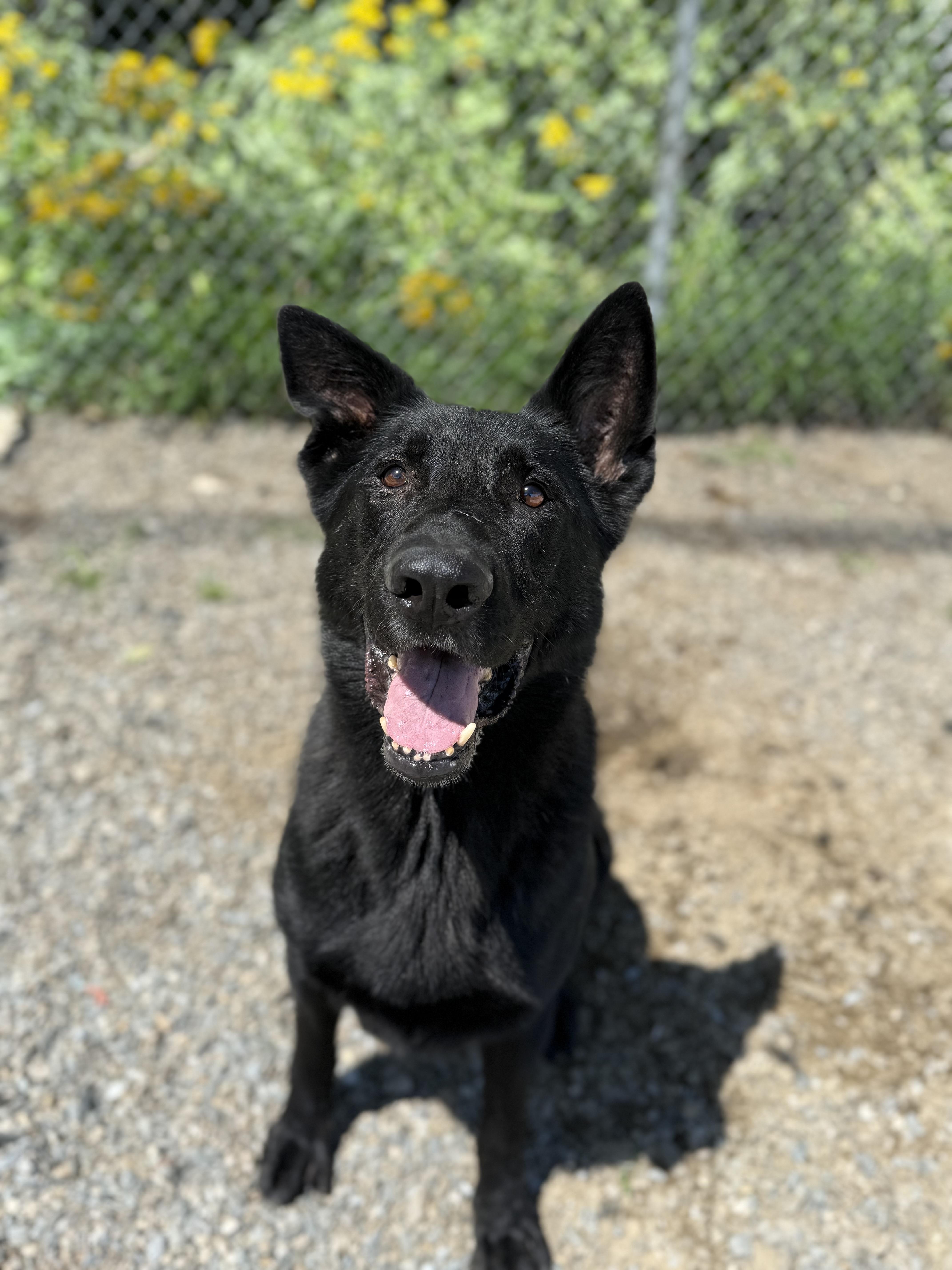 Silver, a Adoptable German Shepherd Dog in Bridgton, ME image 2/5