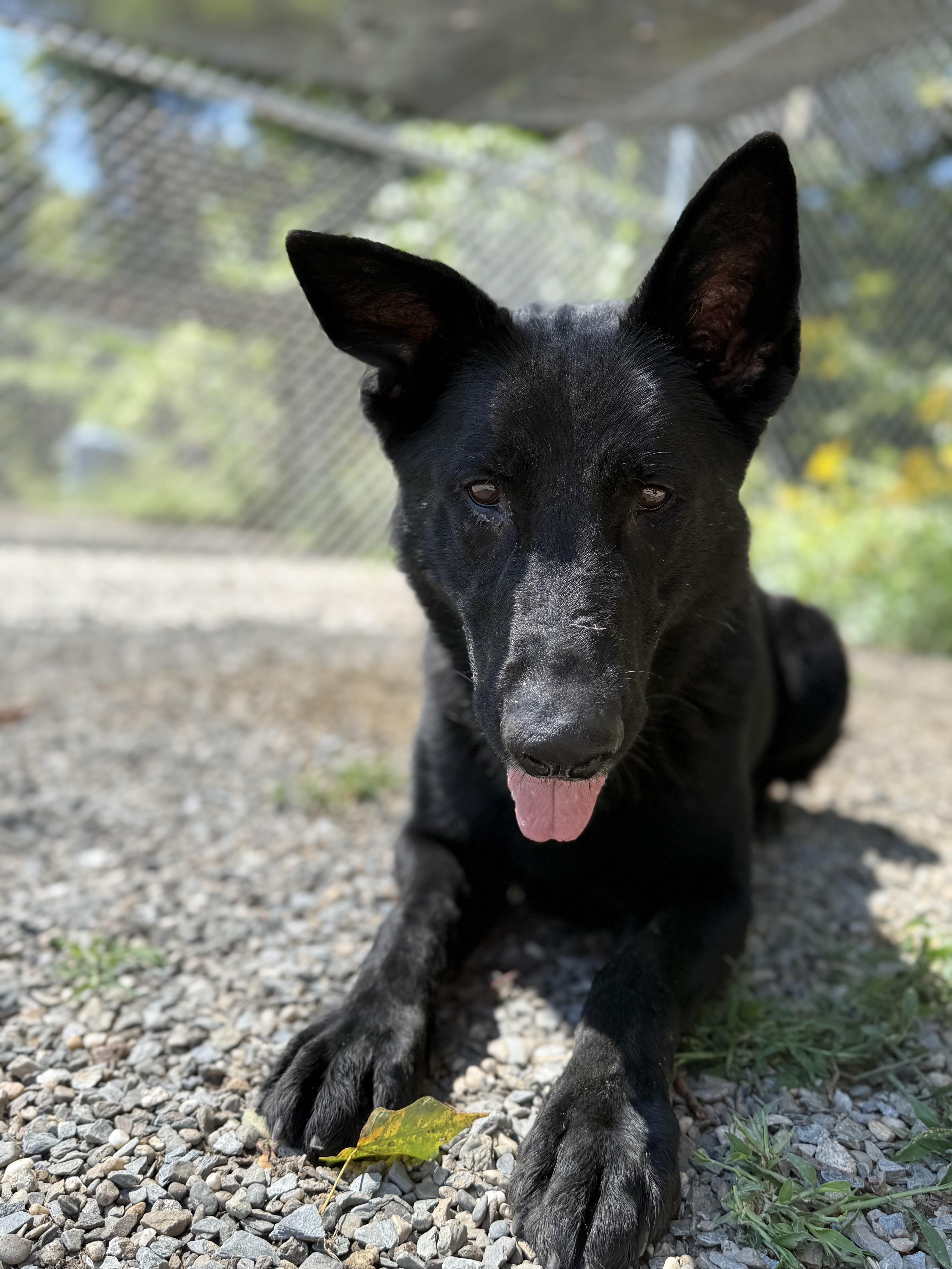 Silver, a Adoptable German Shepherd Dog in Bridgton, ME image 3/5