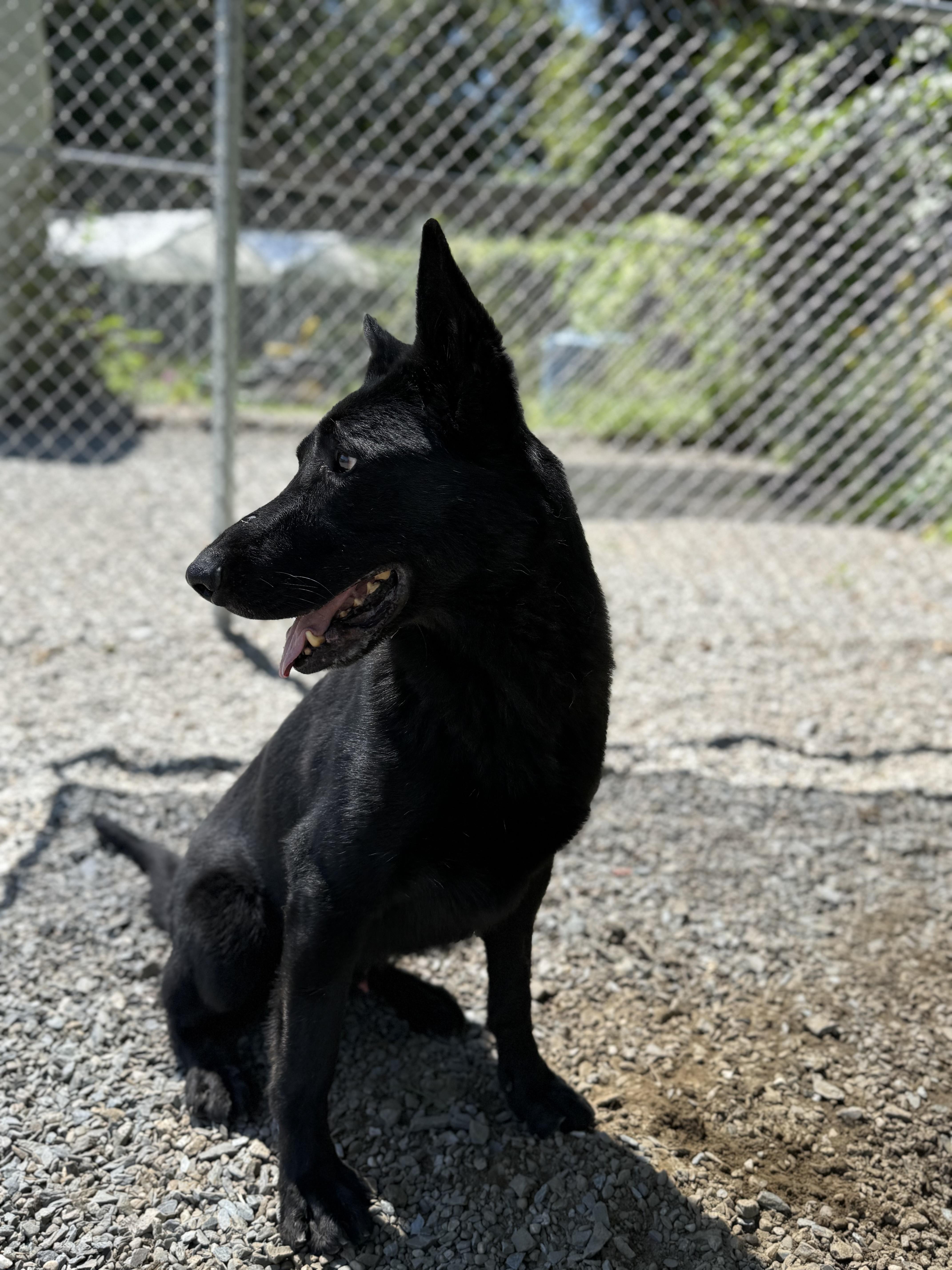 Silver, a Adoptable German Shepherd Dog in Bridgton, ME image 4/5