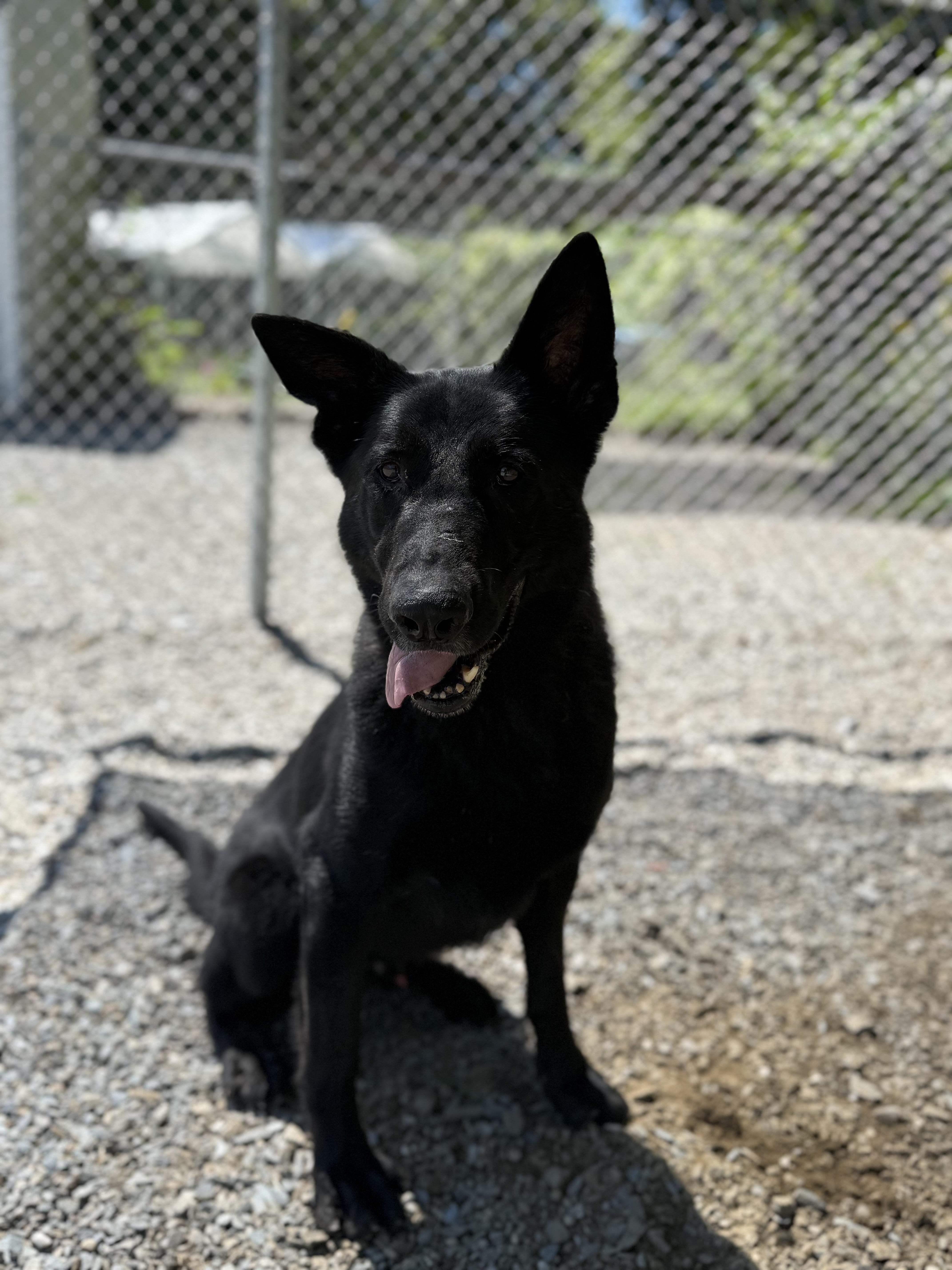 Silver, a Adoptable German Shepherd Dog in Bridgton, ME image 5/5