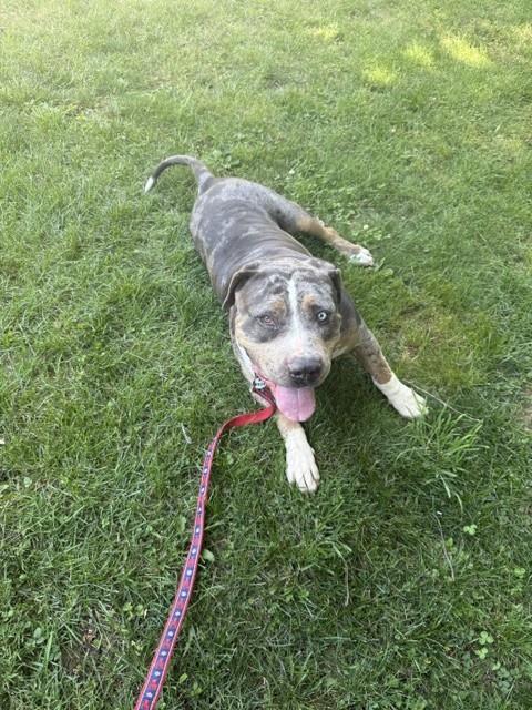 VICTORIA, Adoptable, Adult Female Pit Bull Terrier.