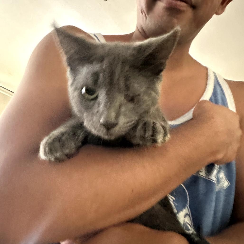 Enlarge Reese, a Adoptable Domestic Short Hair in Long Beach, CA image 1/3