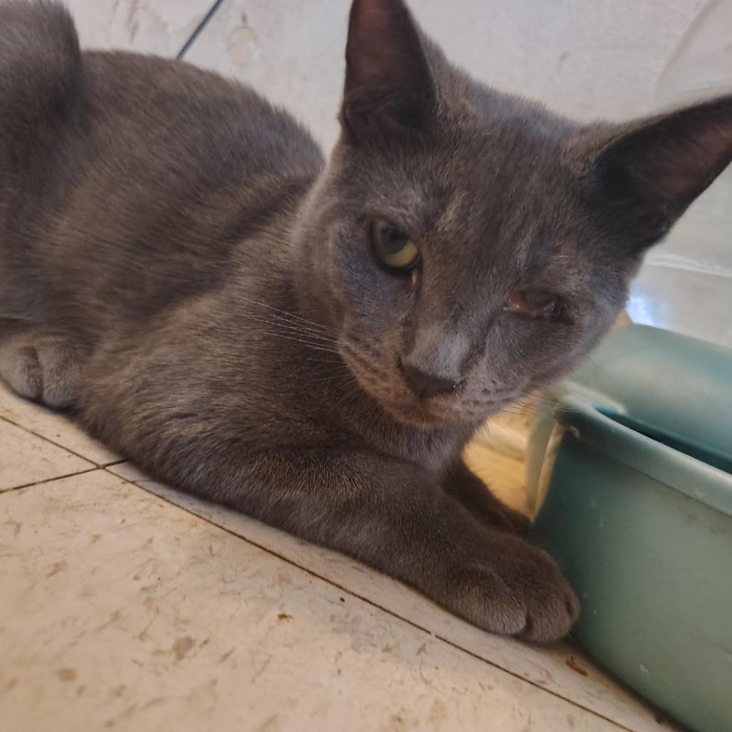 Enlarge Reese, a Adoptable Domestic Short Hair in Long Beach, CA image 2/3