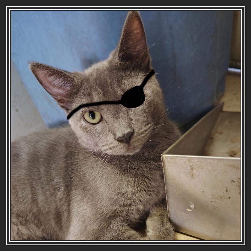 Enlarge Reese, a Adoptable Domestic Short Hair in Long Beach, CA image 3/3