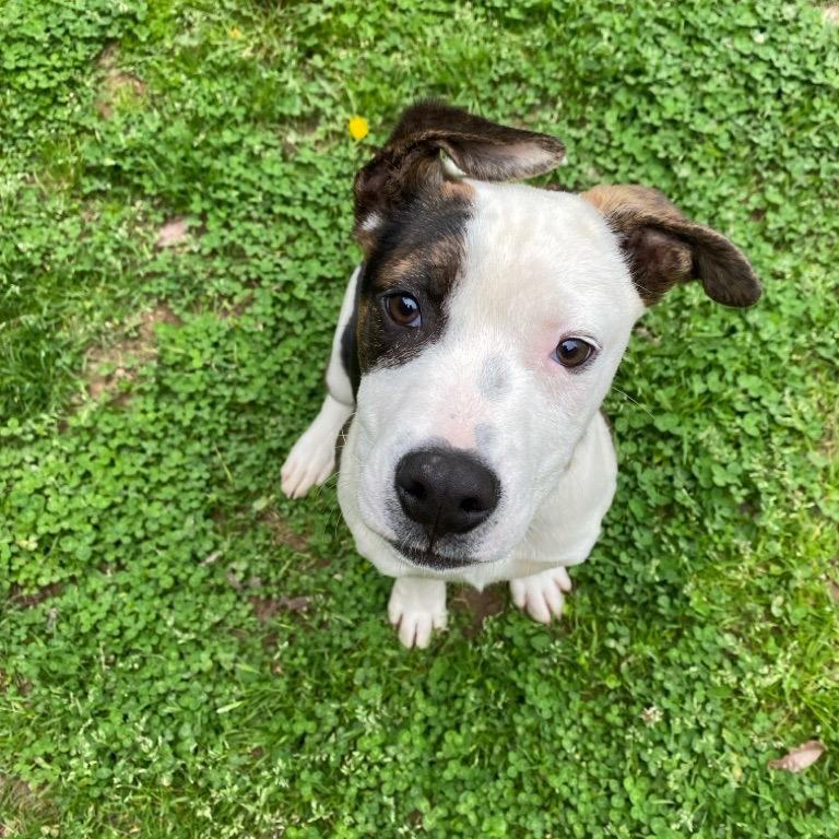 Wade — thumbnail 2