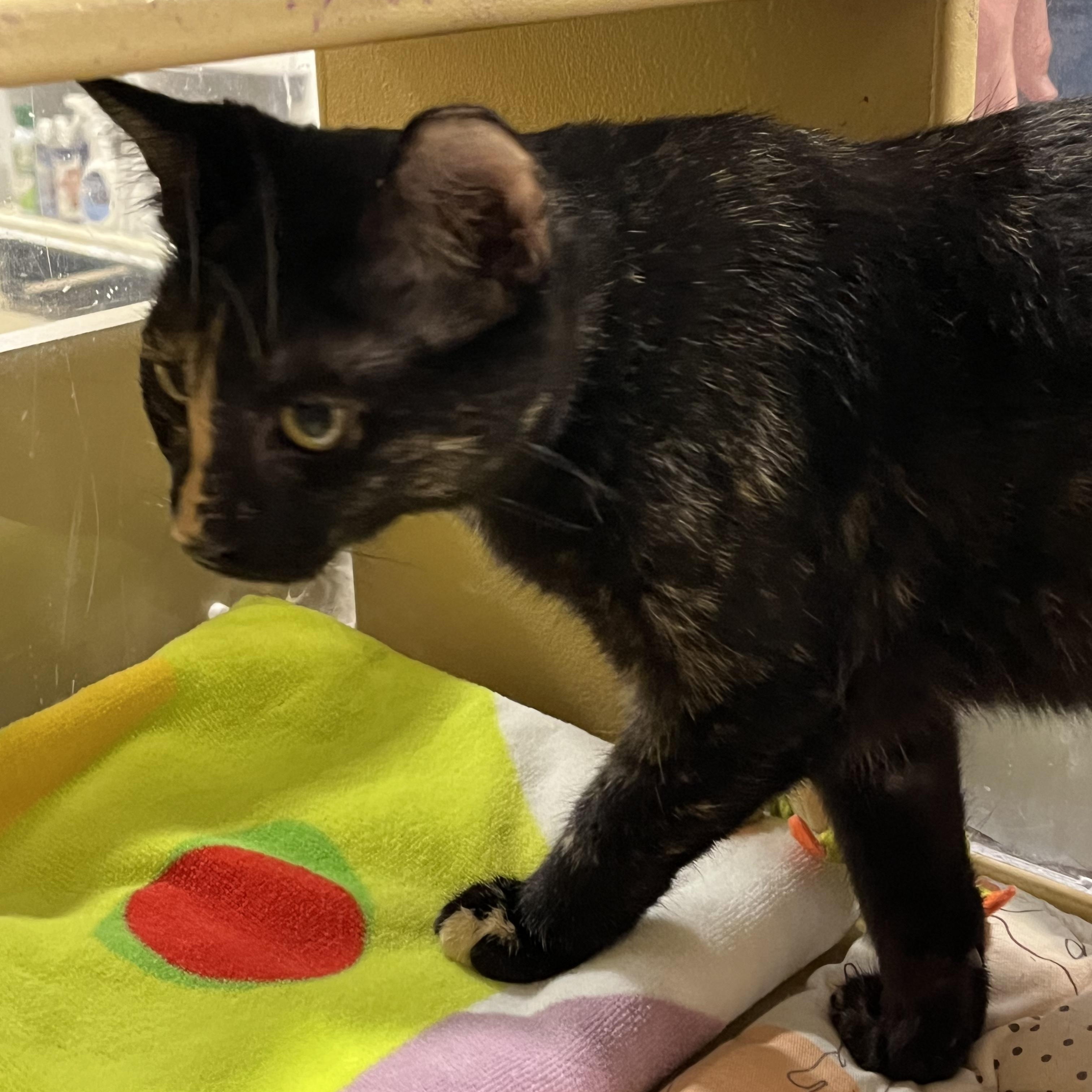 Eve, a Adopted Burmese in Charlotte, NC image 3/3