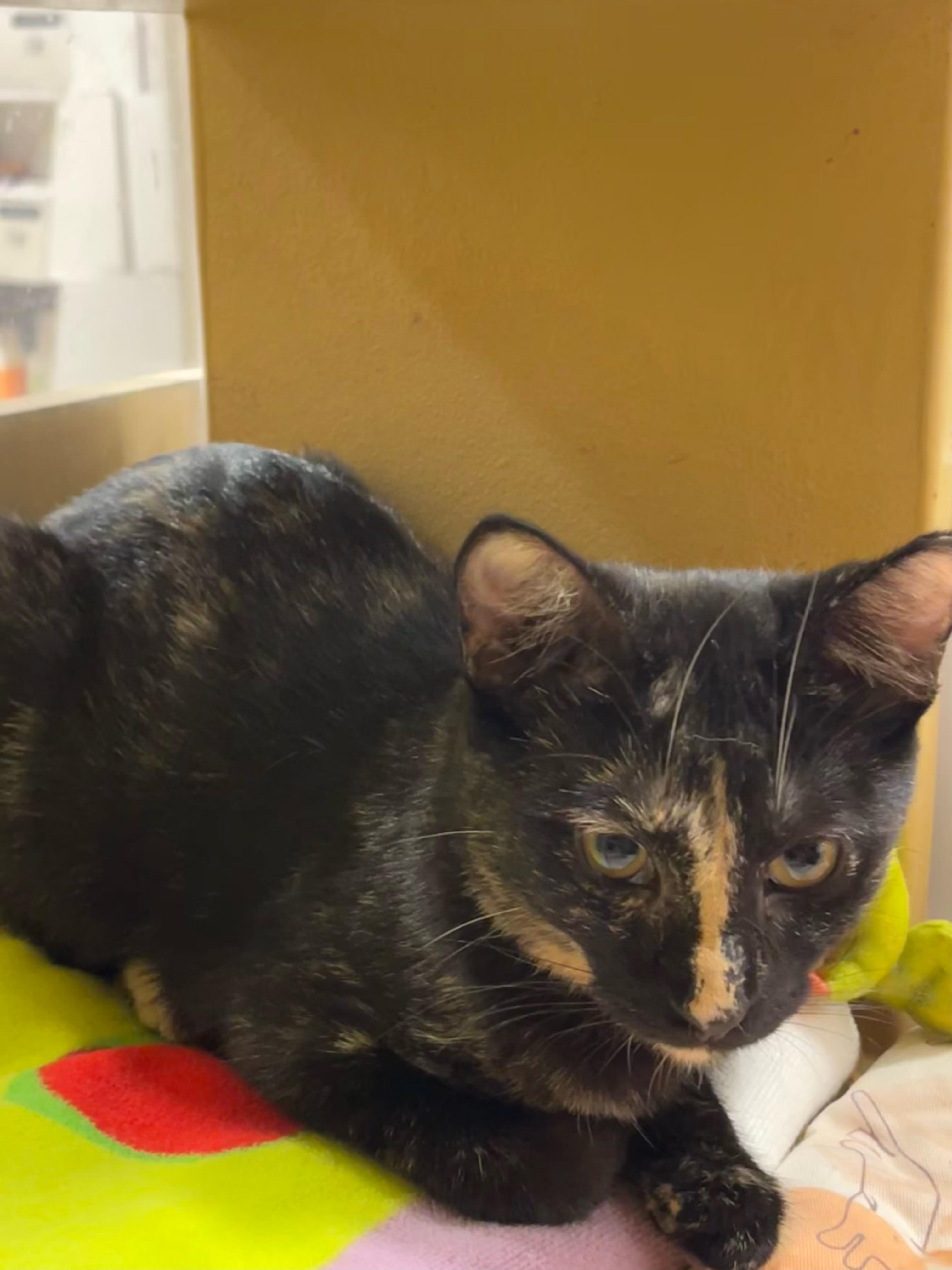 Eve, a Adopted Burmese in Charlotte, NC image 1/3