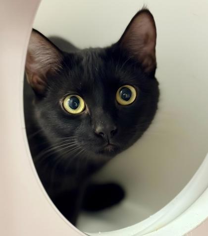 Tam, Adoptable, Kitten Female Domestic Short Hair & Domestic Short Hair.