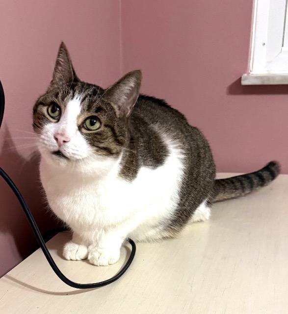 Starfox, Adoptable, Adult Male Domestic Short Hair.