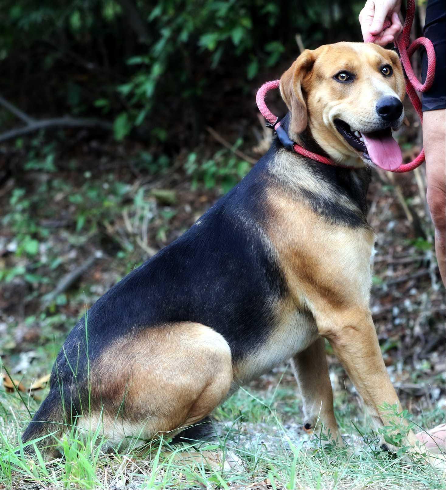 Bruno, Adoptable, Adult Male Labrador Retriever.
