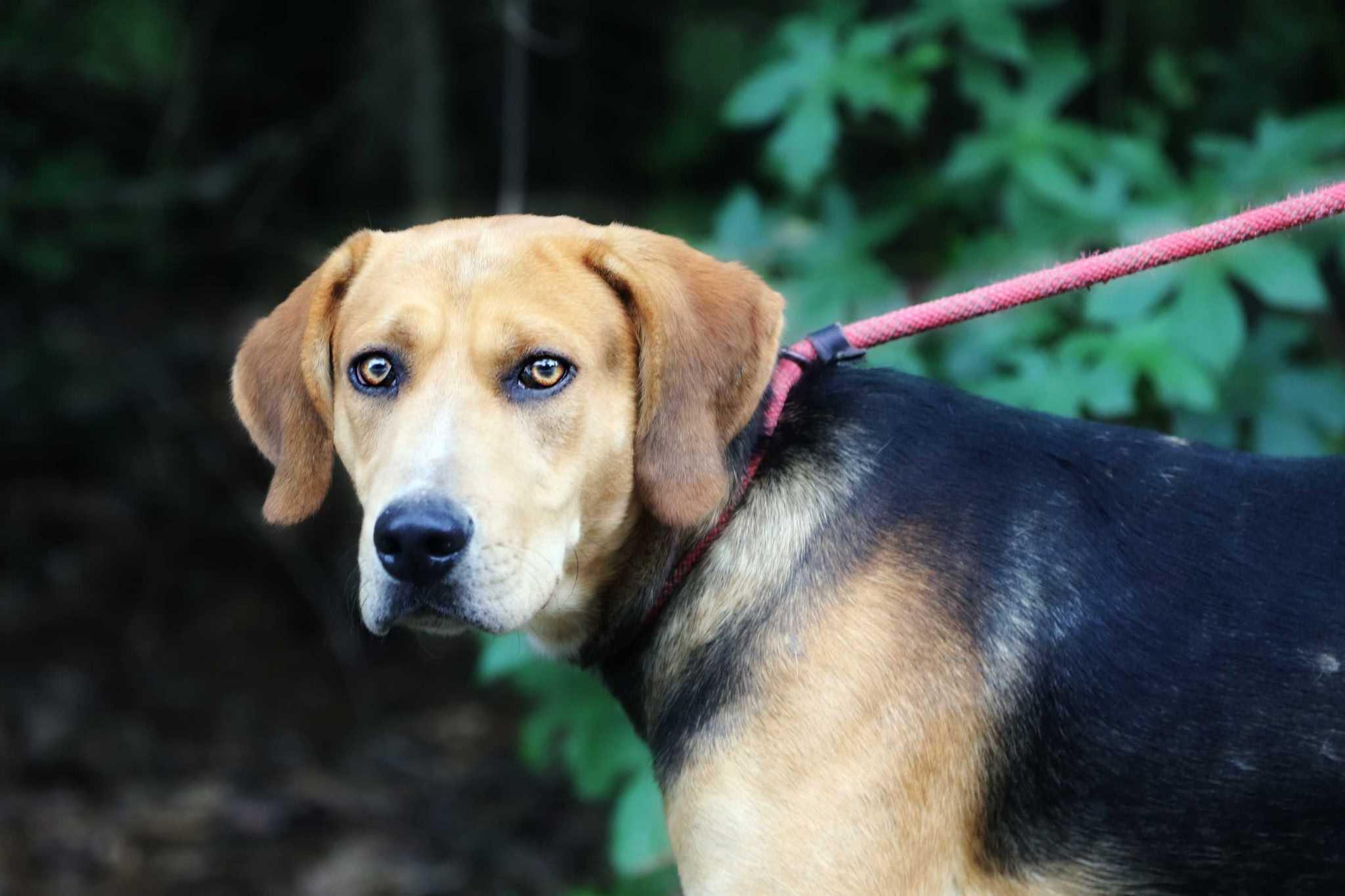 Enlarge Bruno, a Adoptable mixed breed in Maidens, VA image 2/2