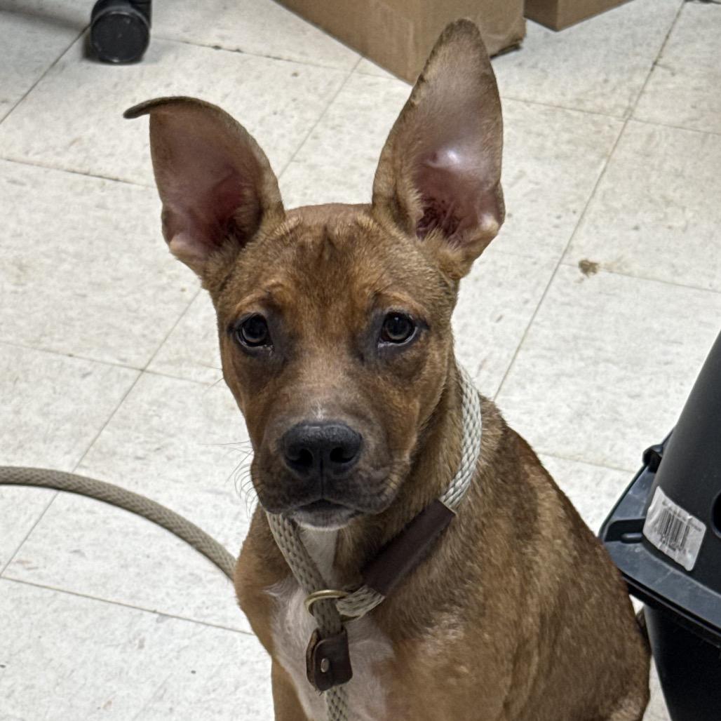 Enlarge Bongo, a Adoptable Shepherd in Jacksonville, AR image 1/1