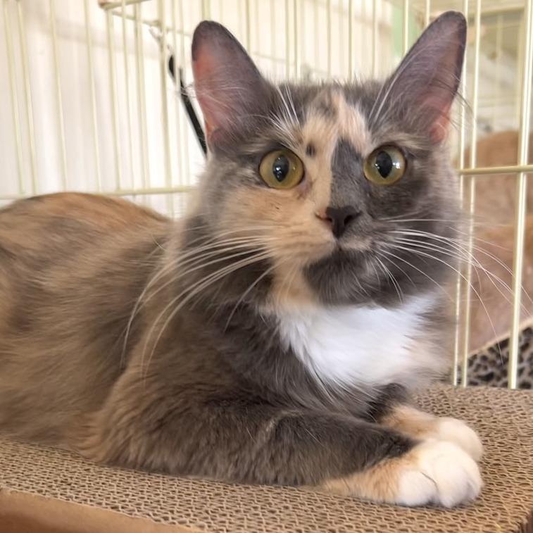 Enlarge Lyla, a Adoptable Domestic Medium Hair in Johnson City, TN image 2/3