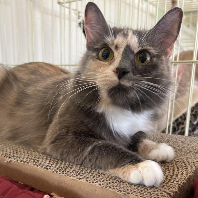 Enlarge Lyla, a Adoptable Domestic Medium Hair in Johnson City, TN image 3/3