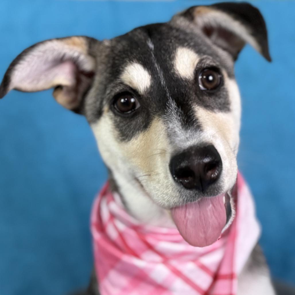 Lani, Adoptable, Young Female Husky & Shepherd.