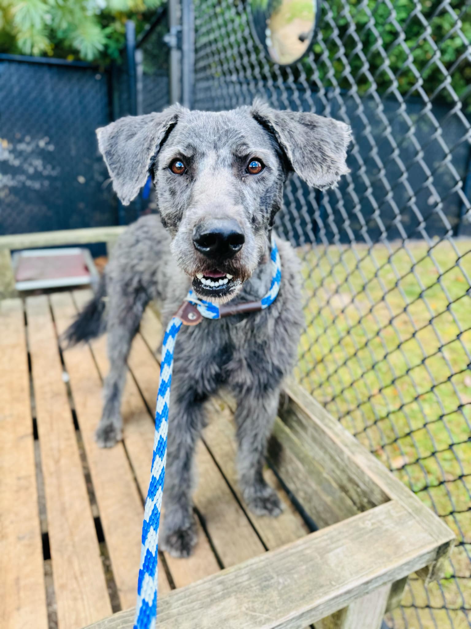 Enlarge 24-378 Champ, a Adoptable Sheepadoodle in Amityville, NY image 6/6