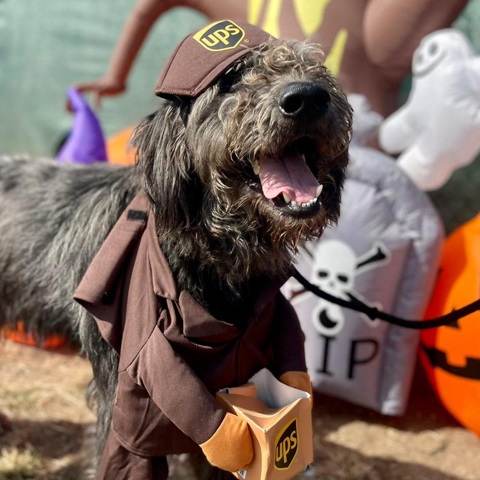 Enlarge 24-378 Champ, a Adoptable Sheepadoodle in Amityville, NY image 5/6
