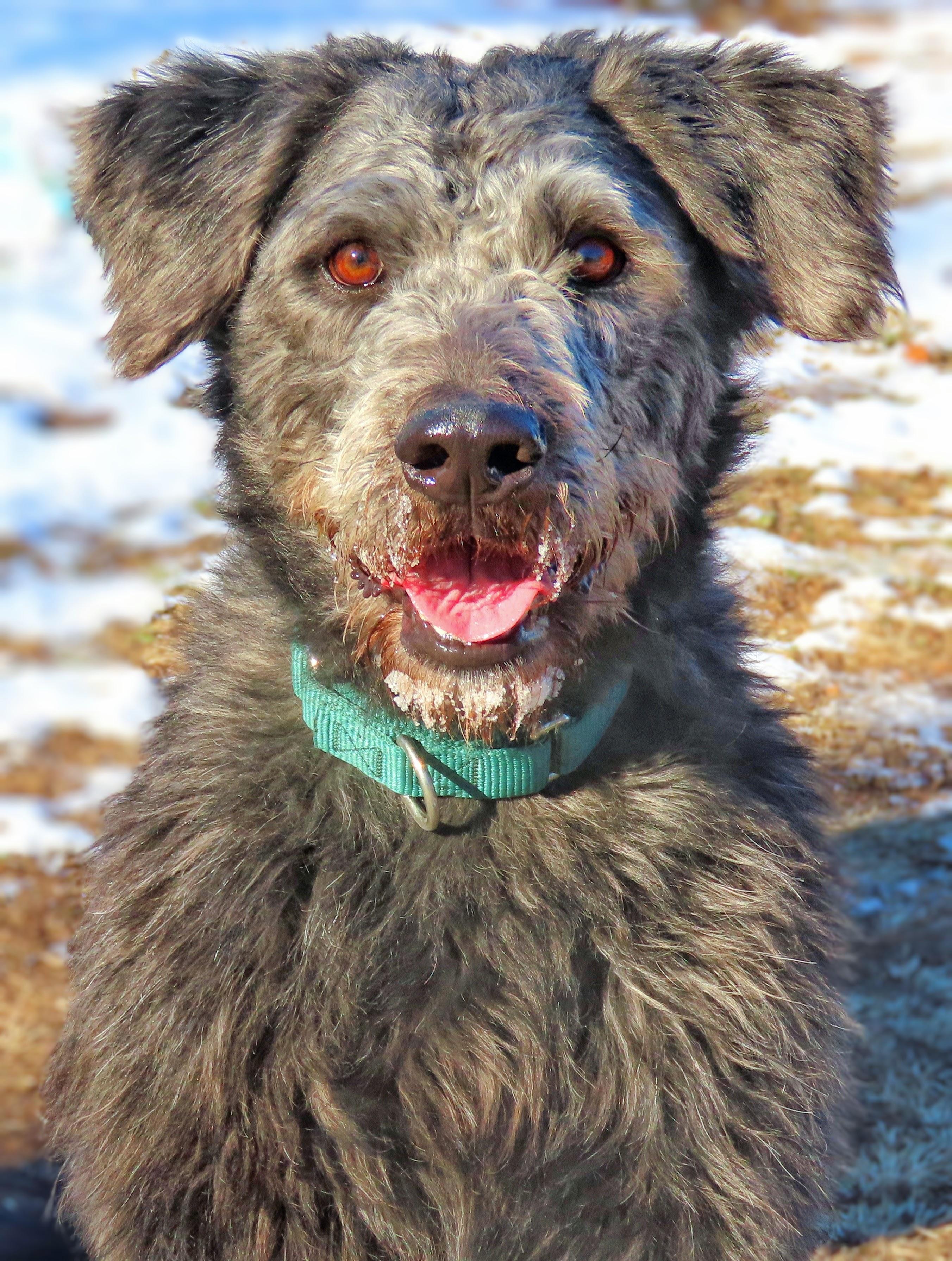 Enlarge 24-378 Champ, a Adoptable Sheepadoodle in Amityville, NY image 2/6