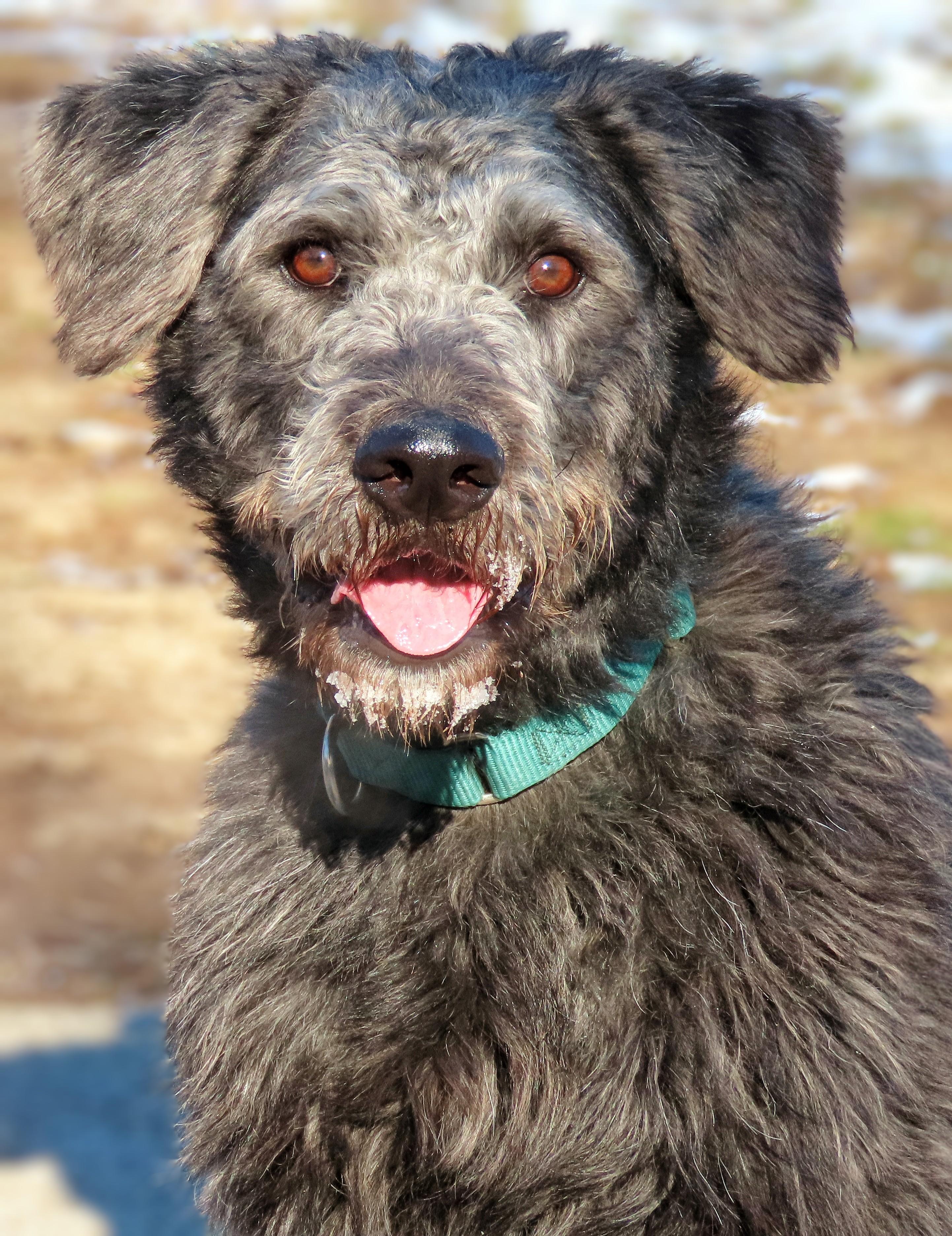 24-378 Champ, Adoptable, Adult Male Sheepadoodle.