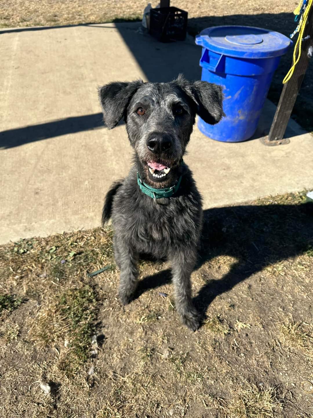 Enlarge 24-378 Champ, a Adoptable Sheepadoodle in Amityville, NY image 4/6