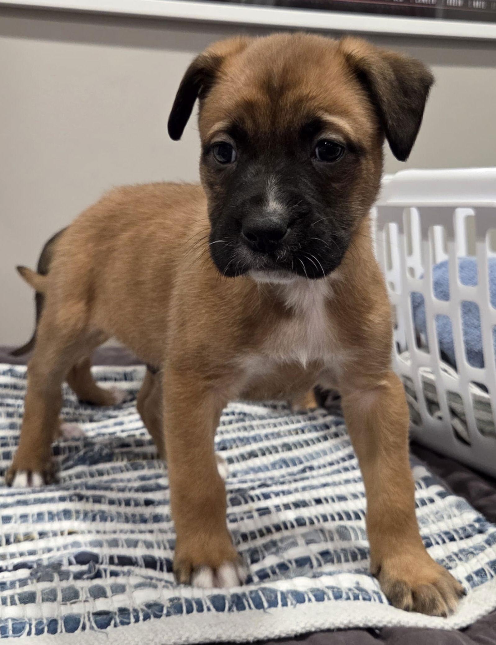 Enlarge Mickey, a Adoptable mixed breed in Oxford, MI image 2/2