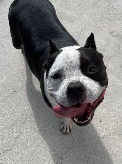 Enlarge T-bone, a Adoptable Mixed Breed in North Miami Beach, FL image 2/3