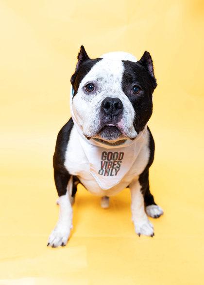 Enlarge T-bone, a Adoptable Mixed Breed in North Miami Beach, FL image 1/3