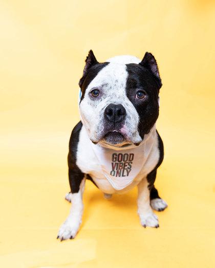 Enlarge T-bone, a Adoptable Mixed Breed in North Miami Beach, FL image 2/3