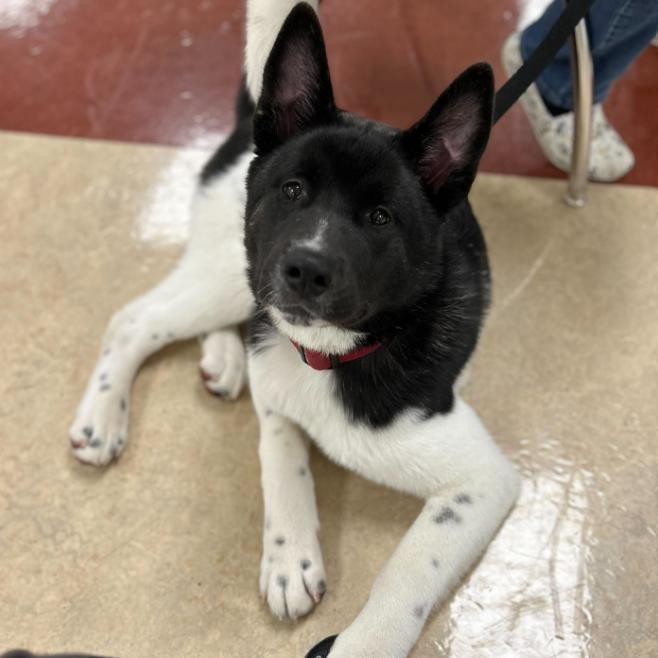 Enlarge Hugo, a Adoptable Akita in Cincinnati, OH image 1/4