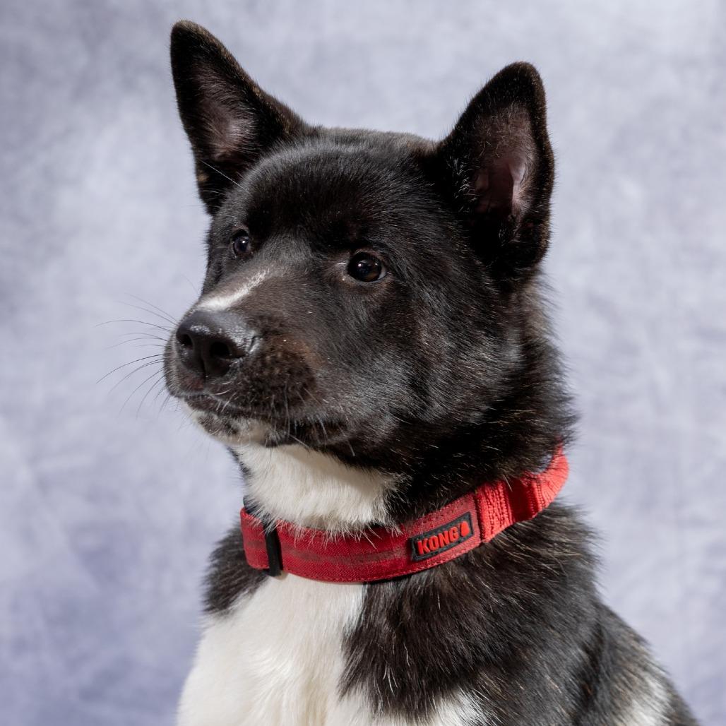 Hugo, Adoptable, Young Male Akita.