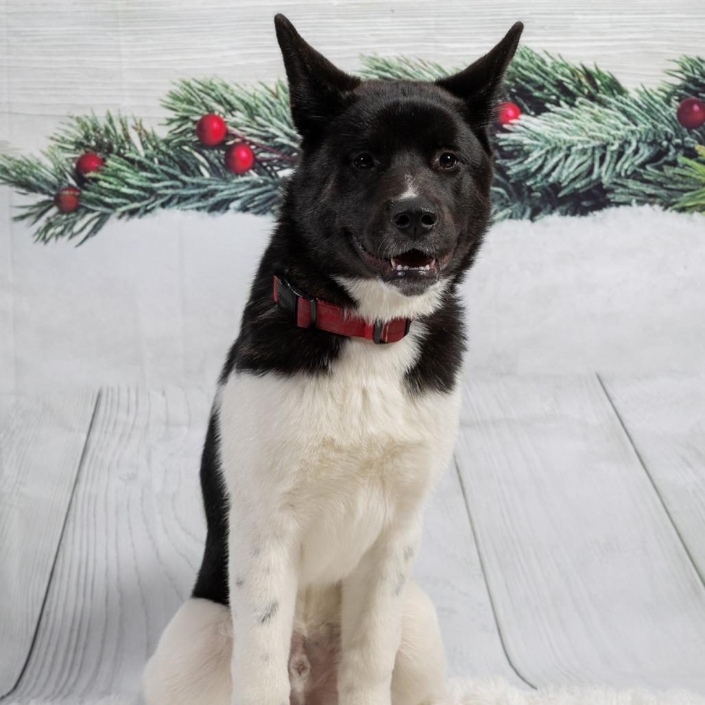 Enlarge Hugo, a Adoptable Akita in Cincinnati, OH image 4/4