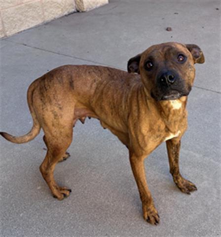 OPTIMUS PRIME, Adoptable, Young Female Pit Bull Terrier.