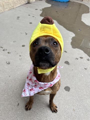 Enlarge OPTIMUS PRIME, a Adoptable Pit Bull Terrier in Dayton, OH image 1/1