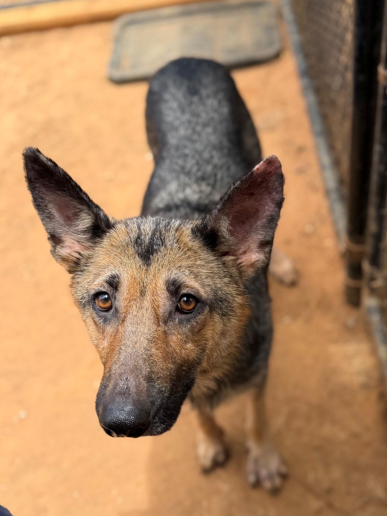 Meadow, ADOPTABLE, Adult Female German Shepherd Dog.