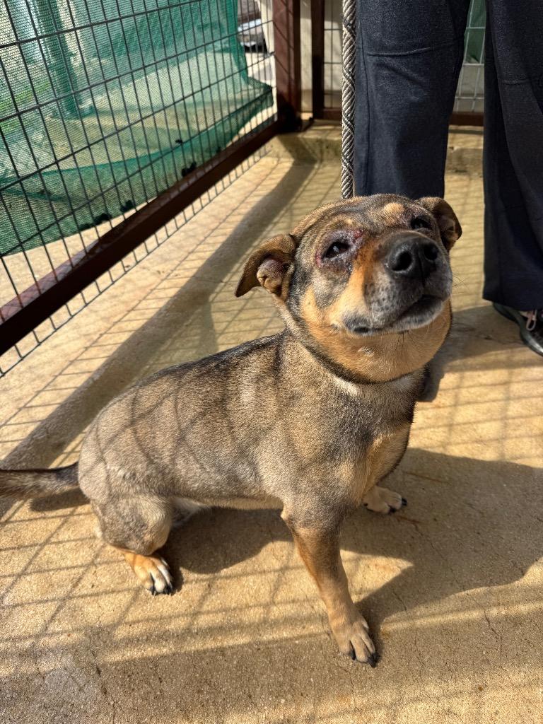Enlarge Ballerina, a Adoptable mixed breed in Canyon Lake, TX image 1/1