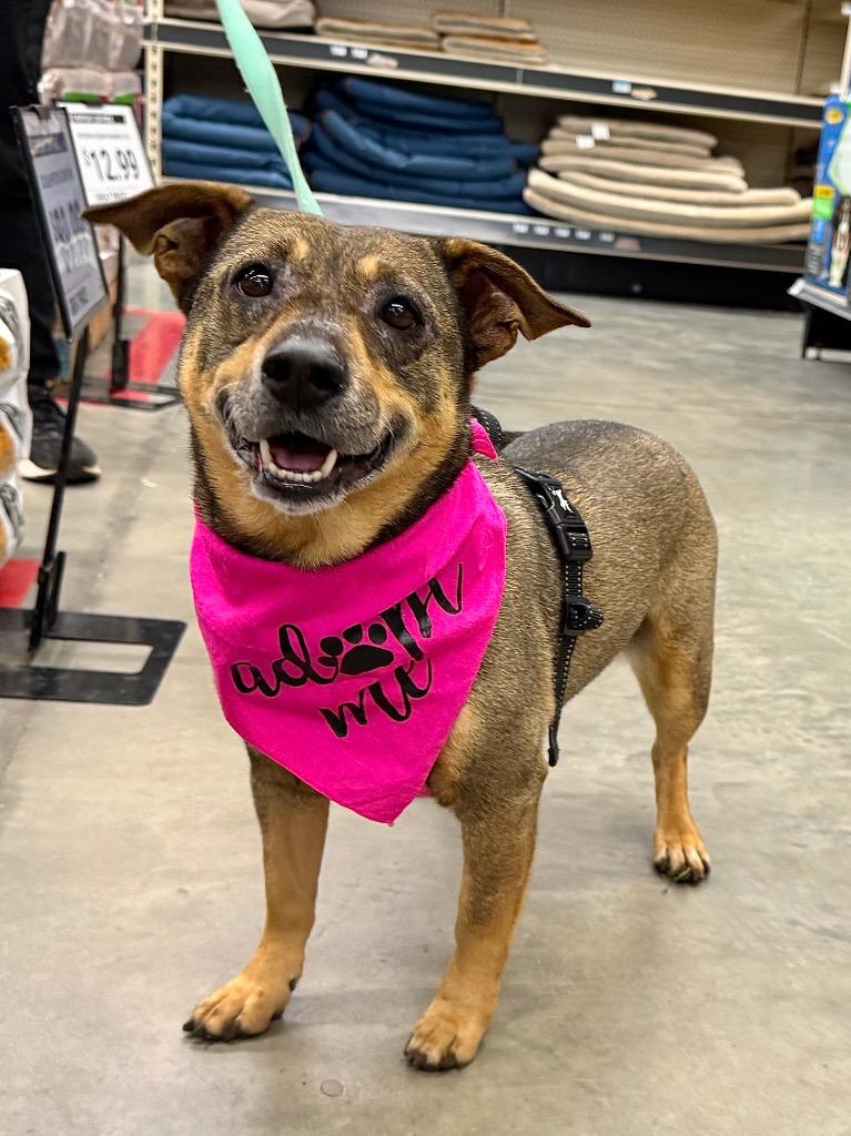 Ballerina, a Adoptable mixed breed in Canyon Lake, TX image 2/2