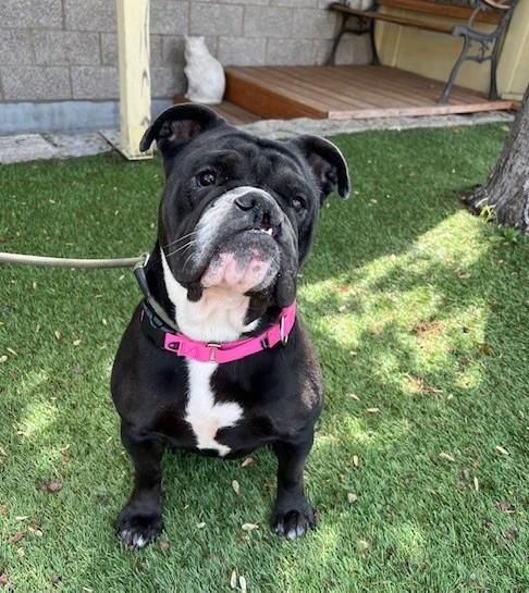 Enlarge Harley , a ADOPTABLE English Bulldog in Phoenix, OR image 3/6