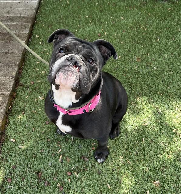 Enlarge Harley , a ADOPTABLE English Bulldog in Phoenix, OR image 5/6