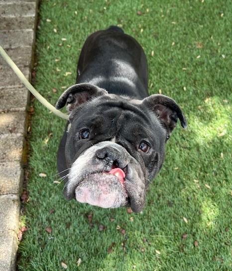 Harley , ADOPTABLE, Young Female English Bulldog.