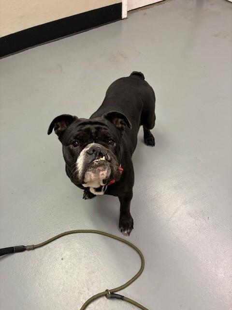 Enlarge Harley , a ADOPTABLE English Bulldog in Phoenix, OR image 6/6