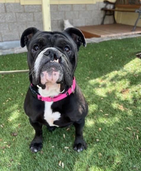 Enlarge Harley , a ADOPTABLE English Bulldog in Phoenix, OR image 2/6
