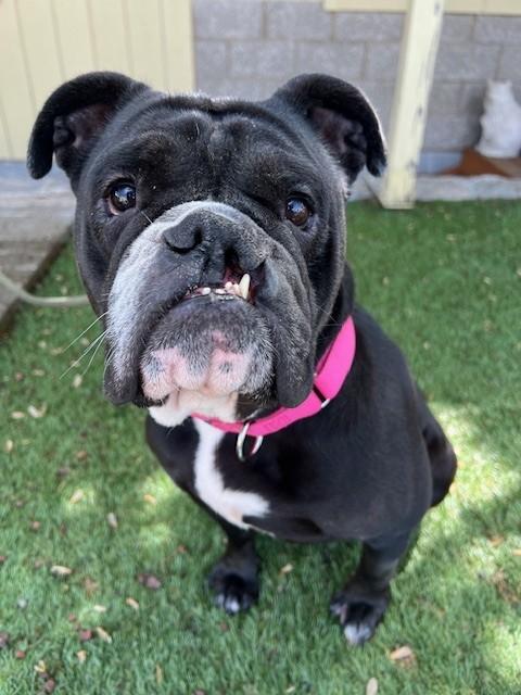 Enlarge Harley , a ADOPTABLE English Bulldog in Phoenix, OR image 4/6