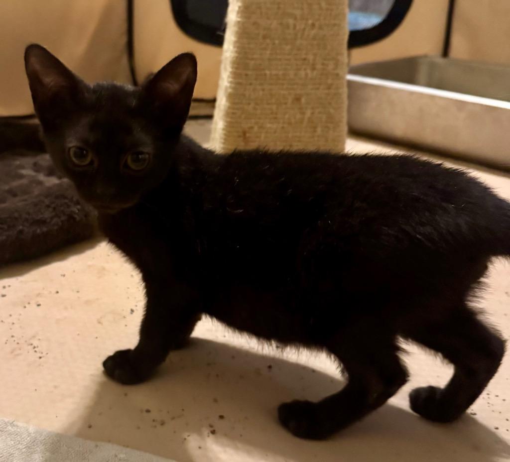 Edgar Destroyer of Worlds, Adoptable, Kitten Male Bombay.