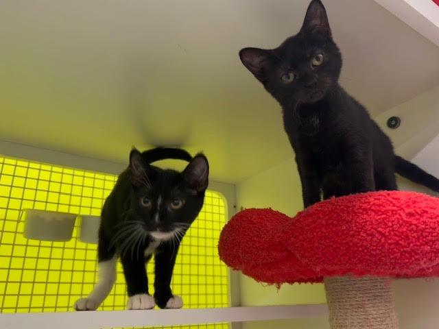 Edgar Destroyer of Worlds, a Adoptable Bombay in Fort Myers, FL image 2/2