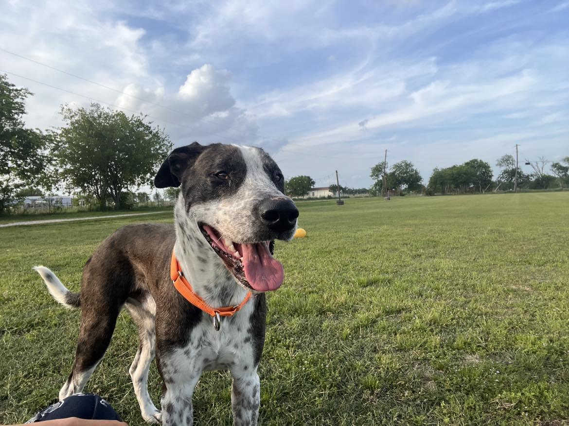 Enlarge Windsor, a ADOPTABLE mixed breed in Terrell, TX image 3/6