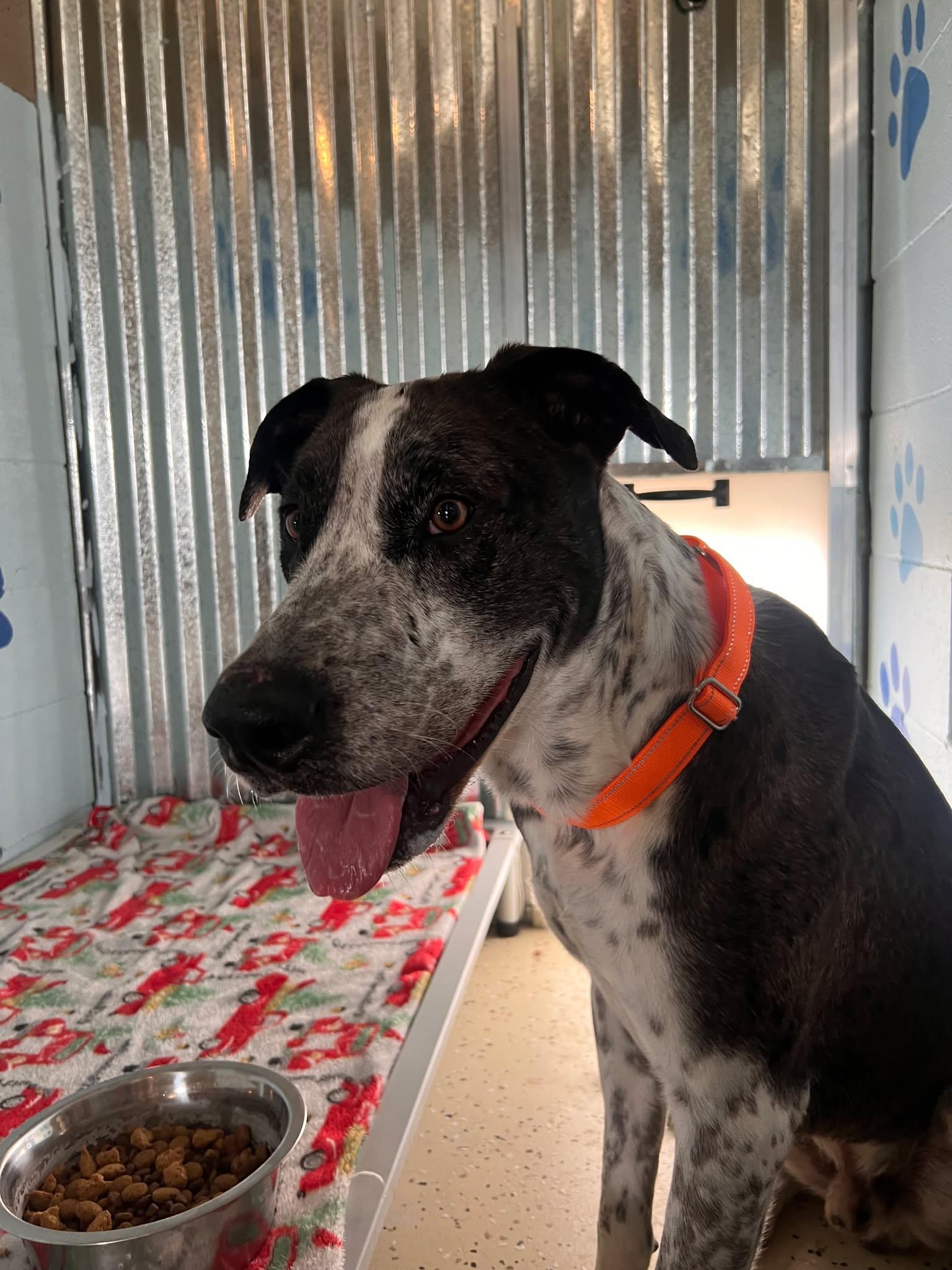 Enlarge Windsor, a ADOPTABLE mixed breed in Terrell, TX image 6/6