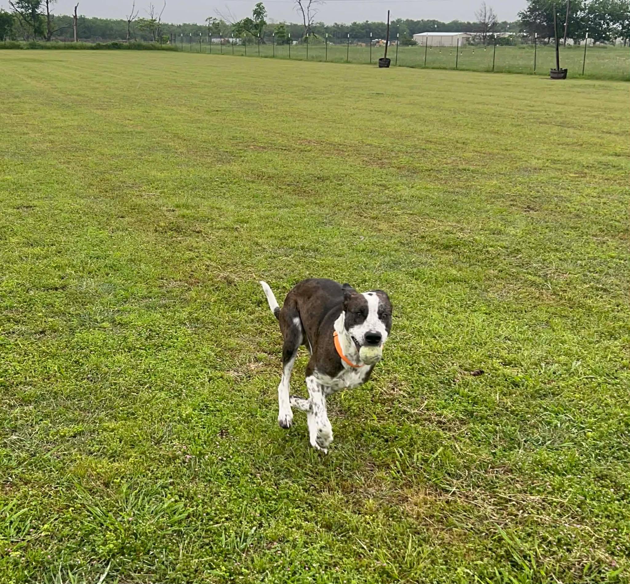Enlarge Windsor, a ADOPTABLE mixed breed in Terrell, TX image 4/6
