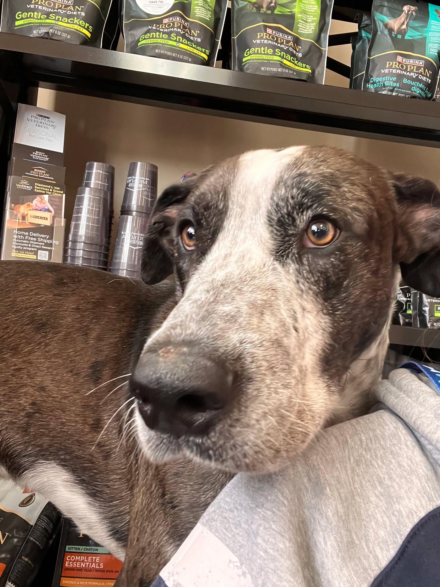 Enlarge Windsor, a ADOPTABLE mixed breed in Terrell, TX image 5/6